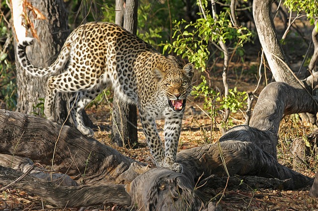self drive 4x4 car rental Maun Botswana 4x4 vehicle rental Botswana