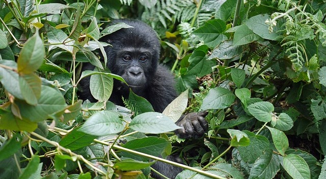 Rwanda gorilla permits, Uganda gorilla trek permits