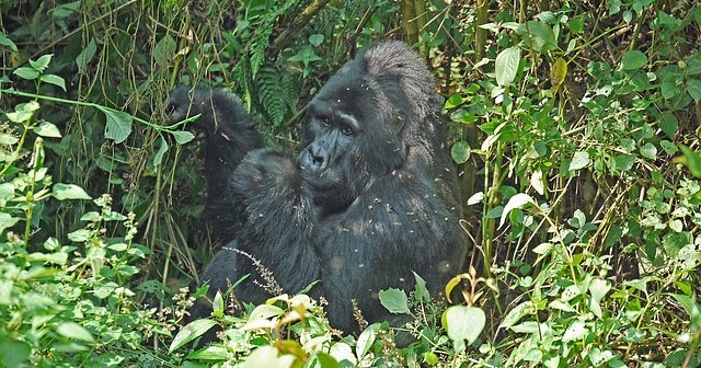 Gorillas in Uganda gorilla permits for gorilla treks in Uganda and Rwanda