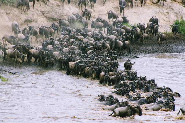 Kenya migration safaris