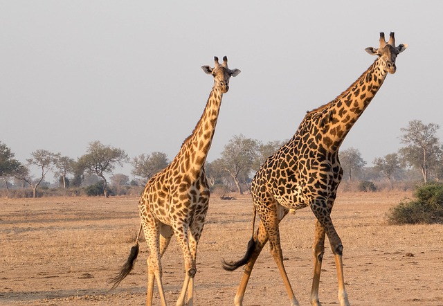 Lusaka 4x4 car hire for a Zambia Holiday car hire for a safari holiday Zambia